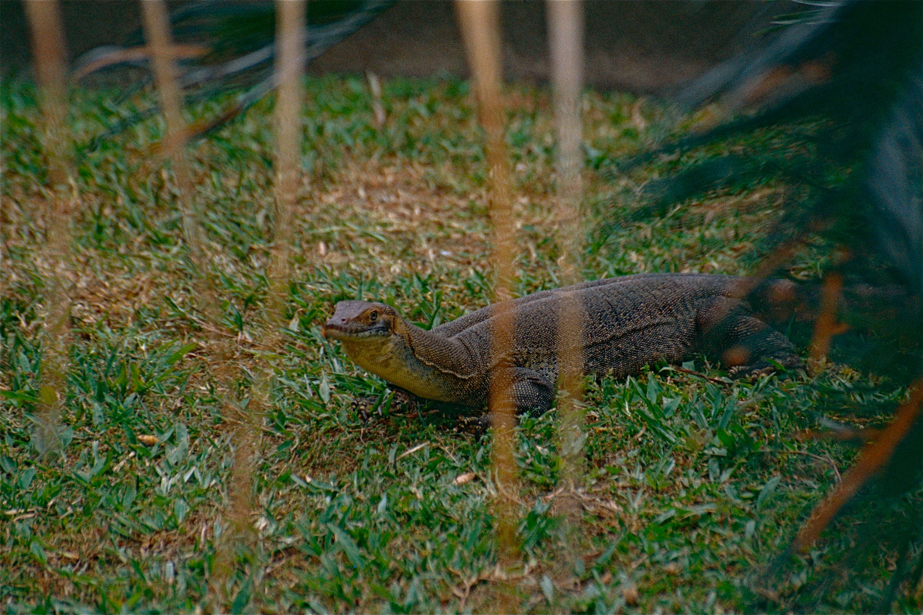 Image of Mertens's Water Monitor