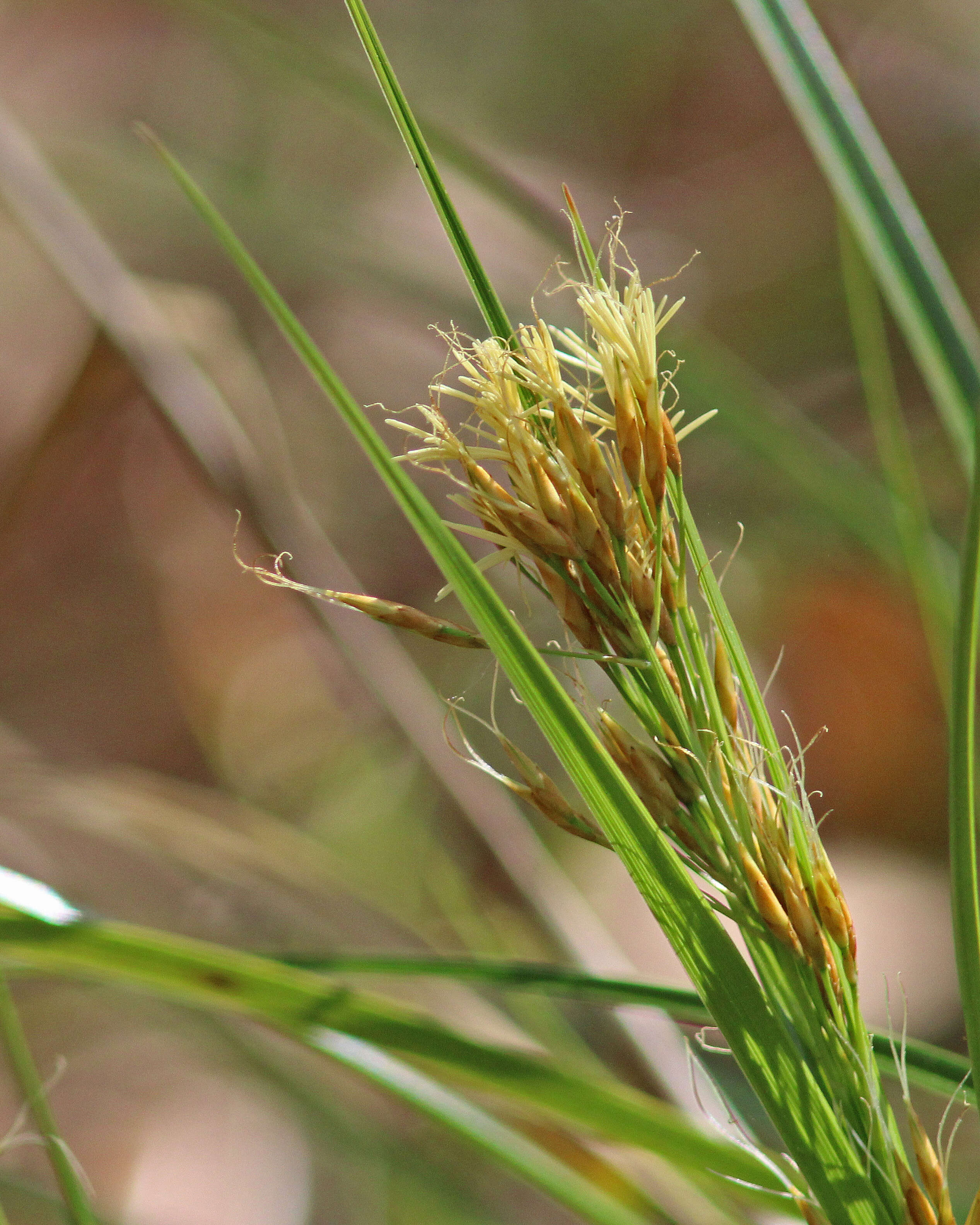 Rhynchospora megalocarpa A. Gray resmi