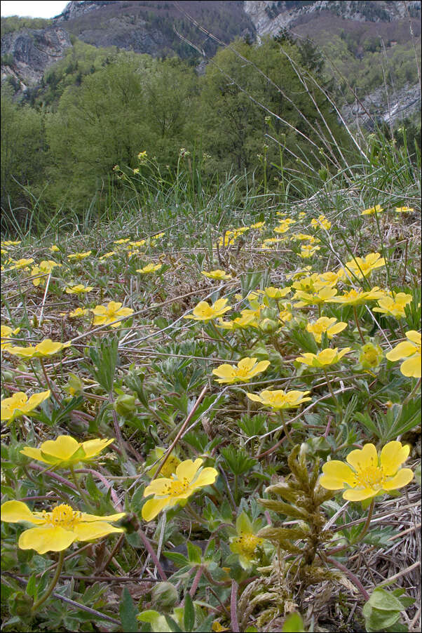 صورة Potentilla pusilla Host