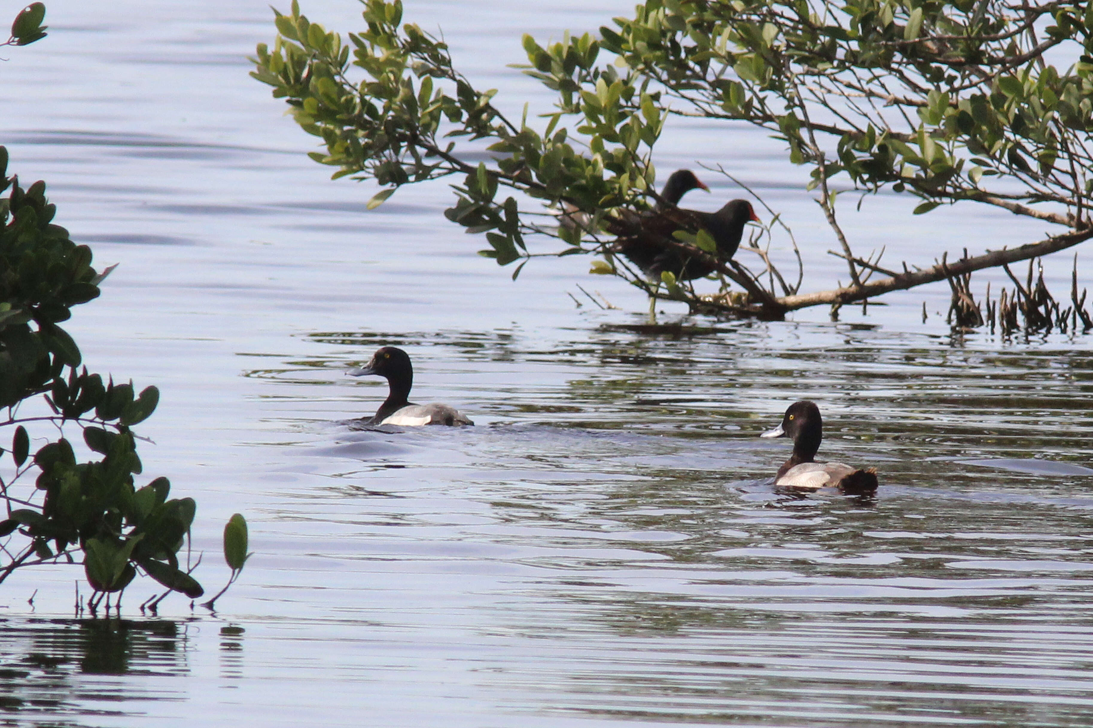 Image of Lesser Scaup