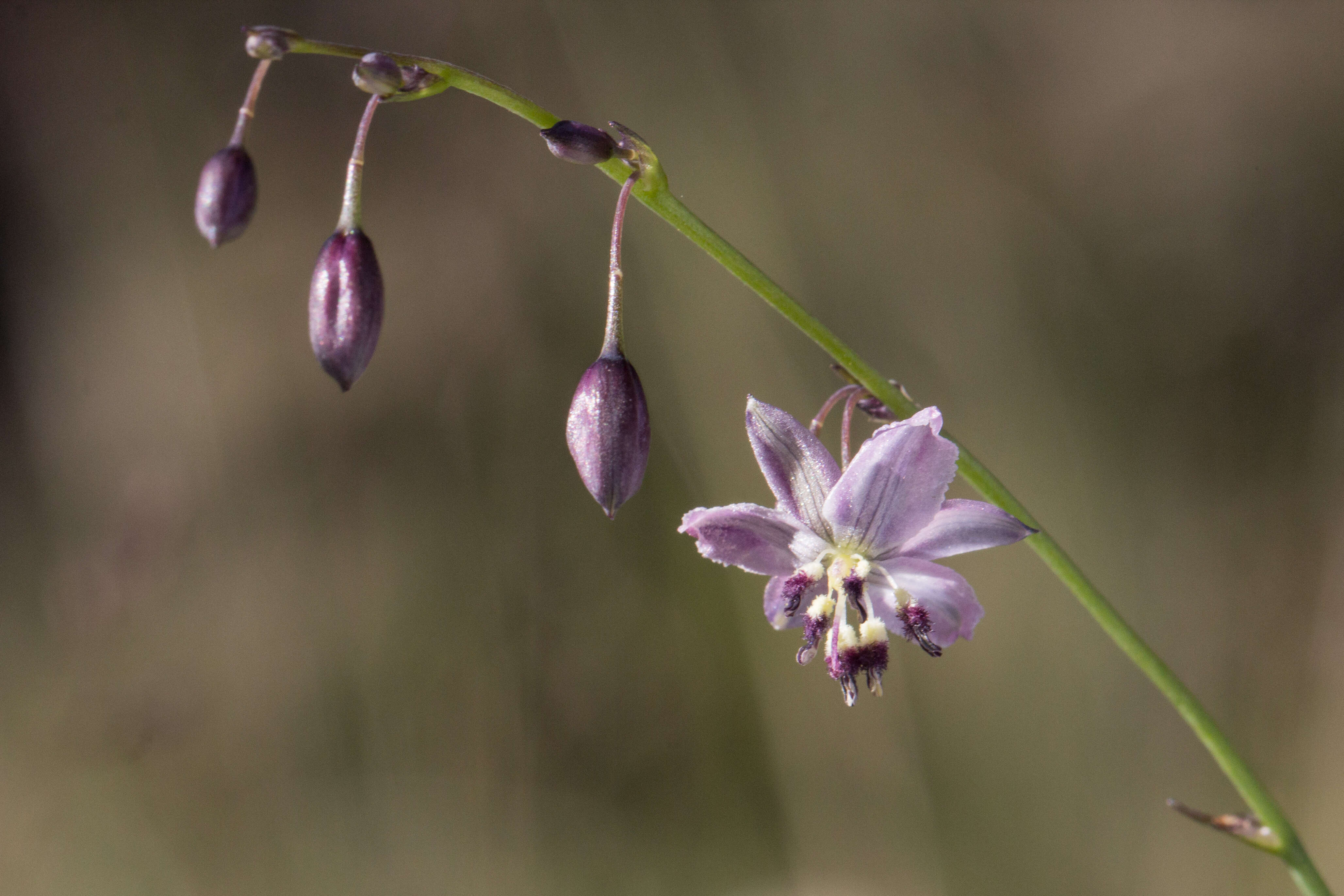 Image of Arthropodium milleflorum (Redouté) J. F. Macbr.