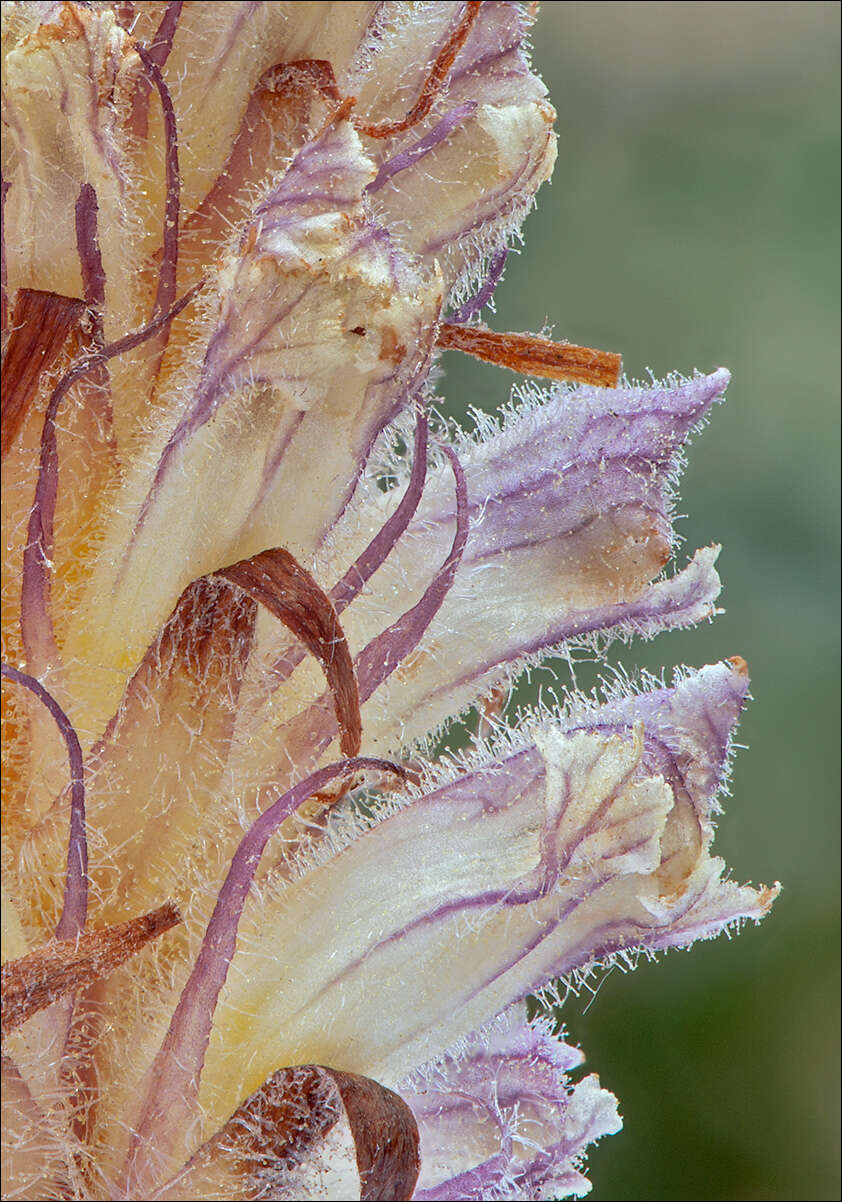 Image of clover broomrape