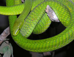 Image of Green mamba