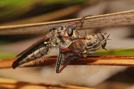 Image of Neoscleropogon lanatus (Walker 1849)