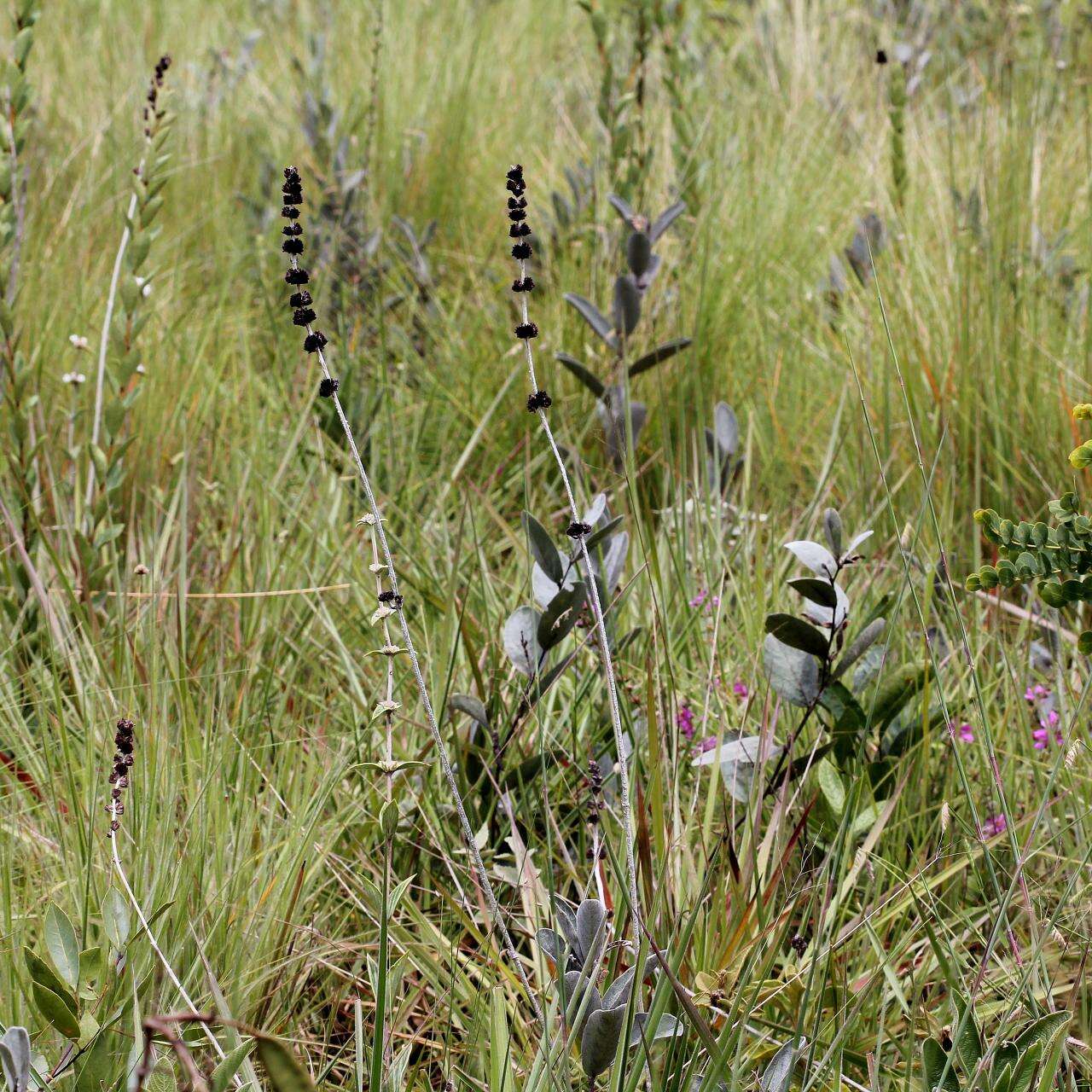 Image of Hyptis nudicaulis Benth.