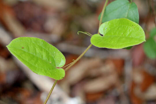 Image of Sarsparilla-Vine