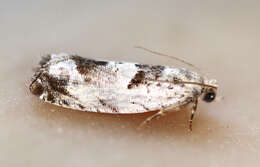 Image of Epinotia ramella Linnaeus 1758