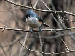 Image of American Titmice