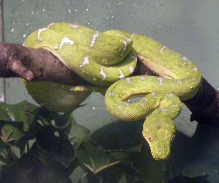 Image of Emerald Tree Boa