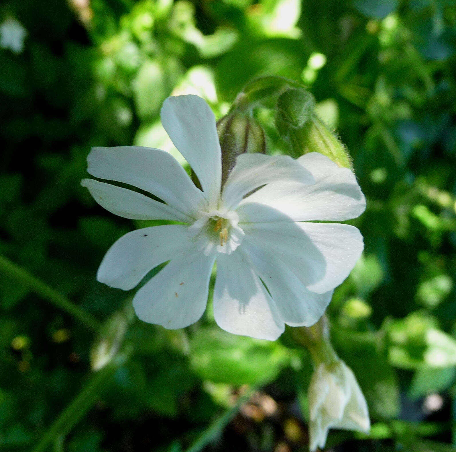 Image of Silene tomentosa Otth