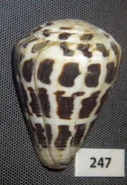 Image of Hebrew cone