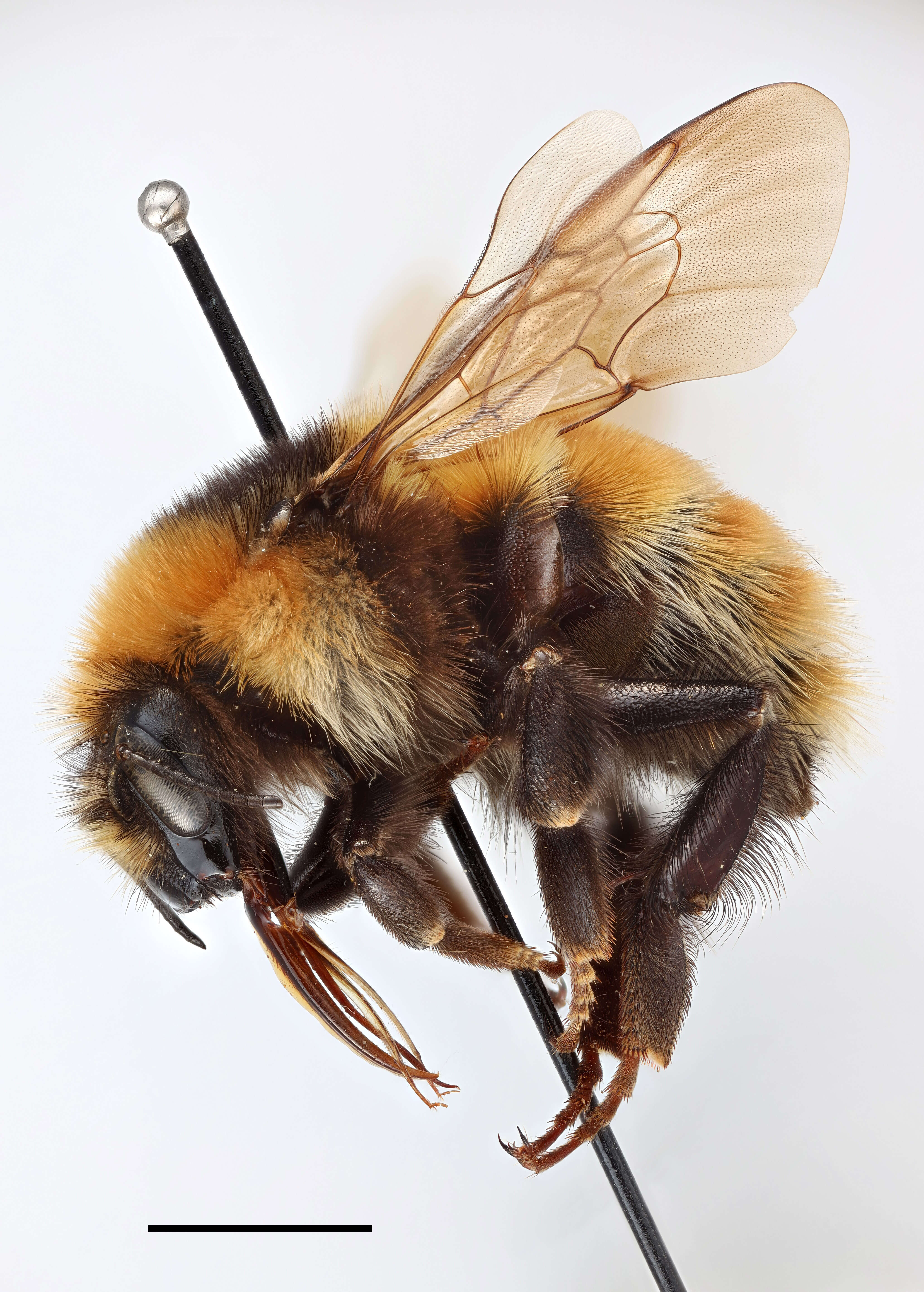 Plancia ëd Bombus distinguendus Morawitz 1869