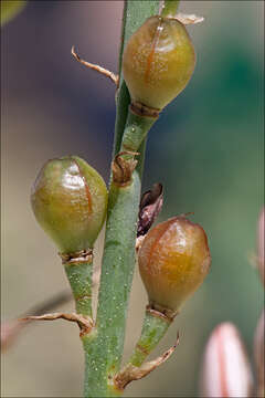 Image of onionweed