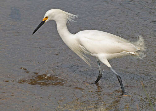 Image of Snowy Egret