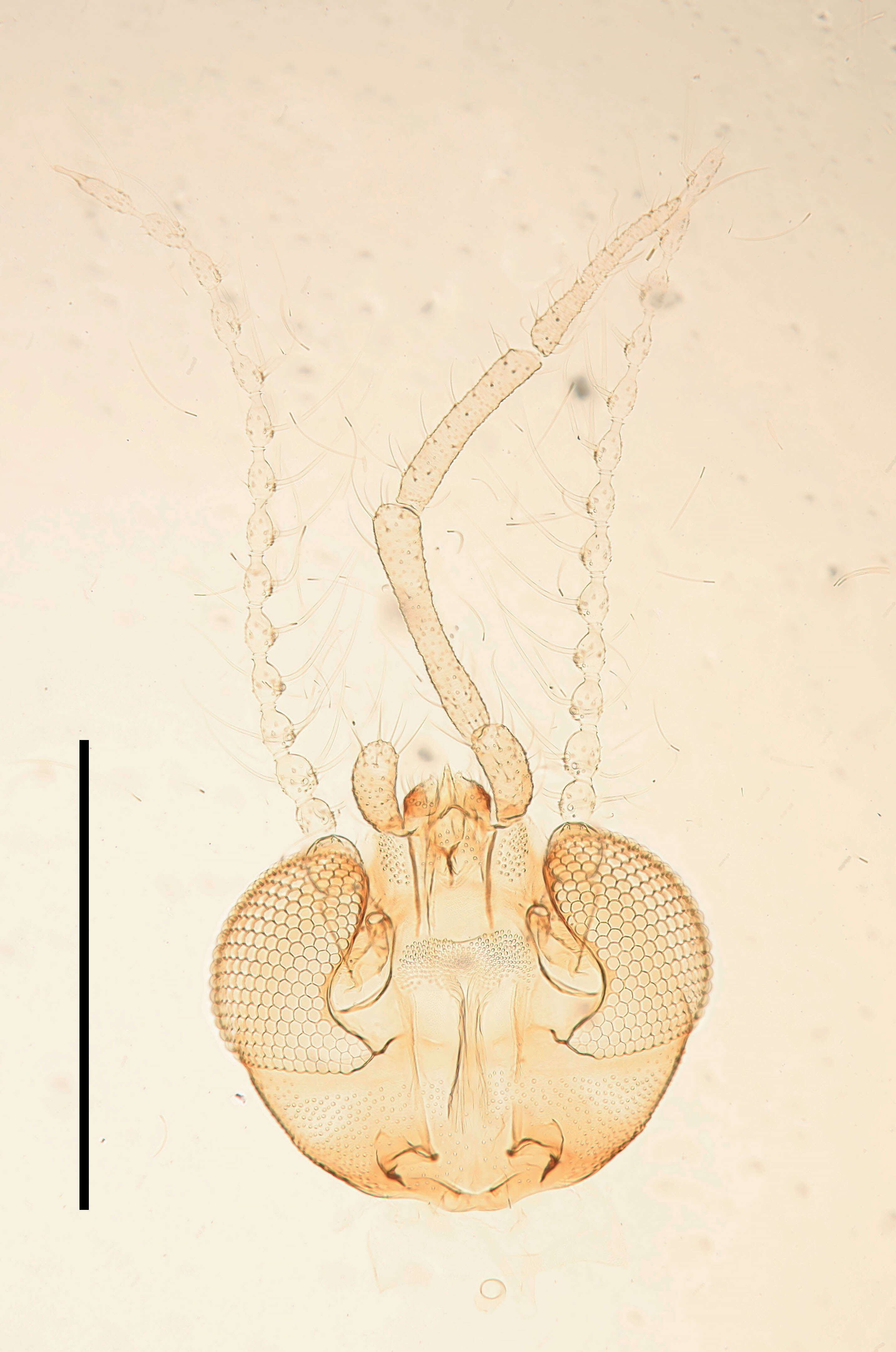 Image of Setomima senegambica Wagner 1983