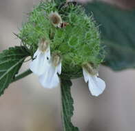 Image of Leucas ciliata Benth.