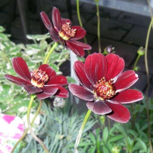 Image of Chocolate Cosmos