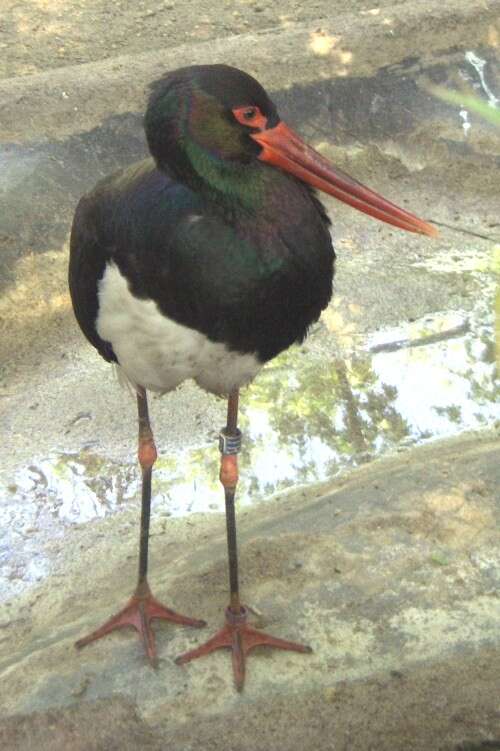 Image of Black Stork