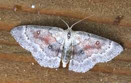 Cyclophora albipunctata Hüfnagel 1767 resmi