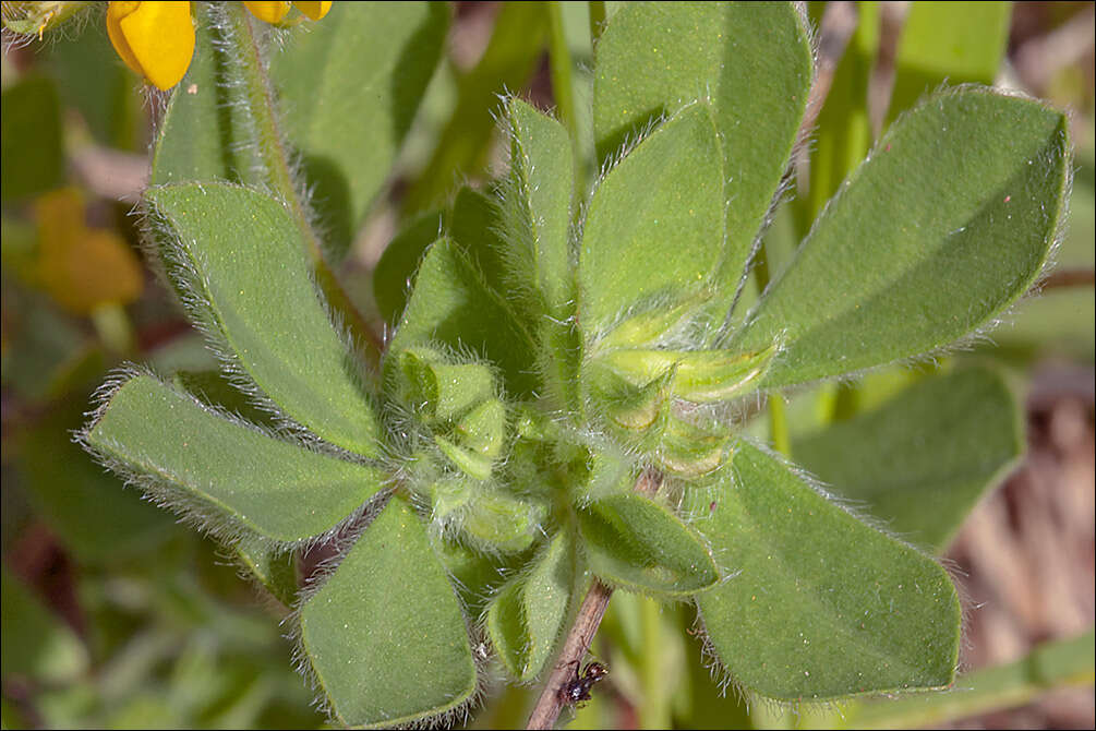 Слика од Lotus ornithopodioides L.