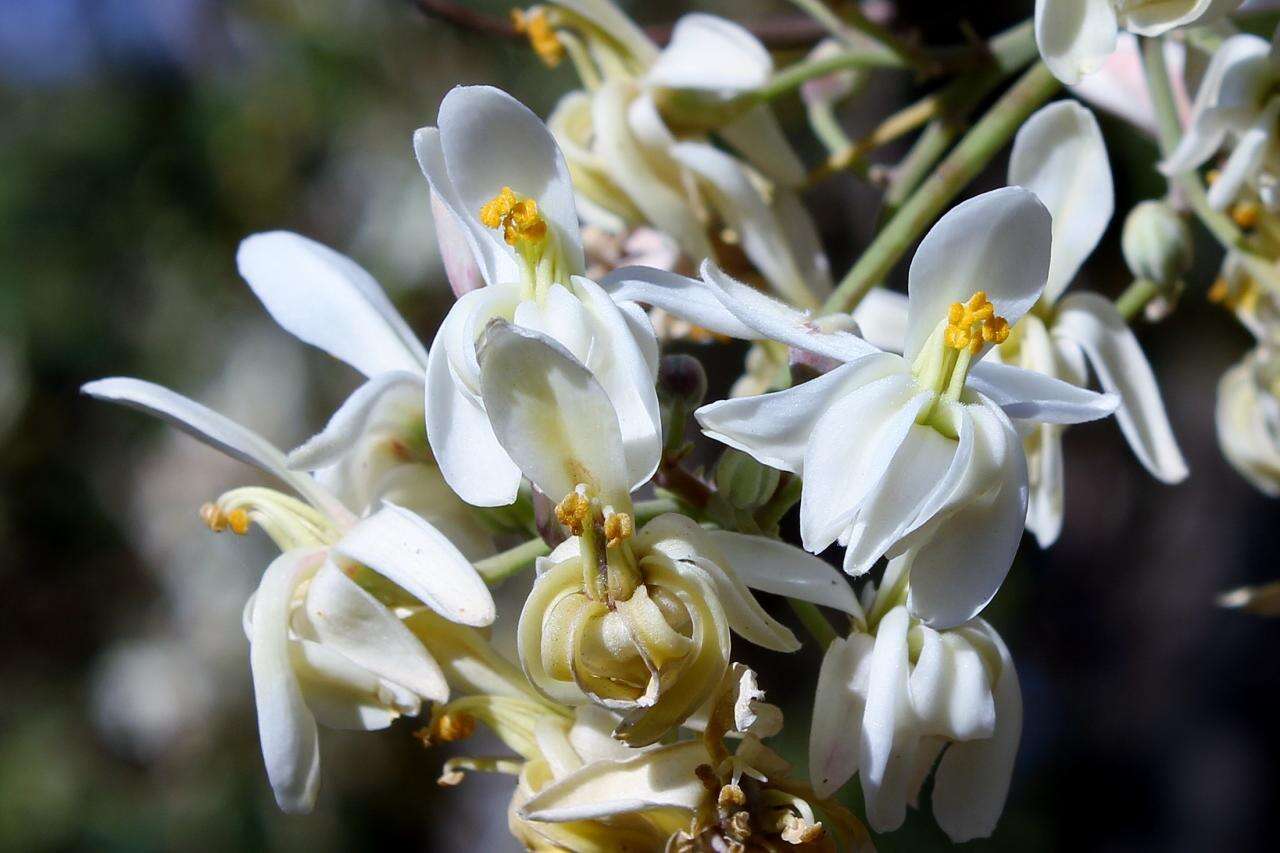 Imagem de Moringa oleifera Lam.