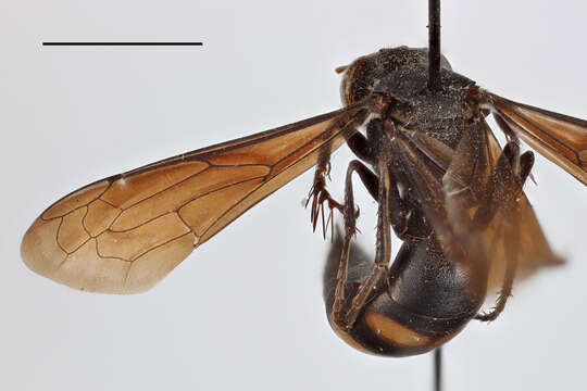 Image of Stizoides melanopterus (Dahlbom 1845)