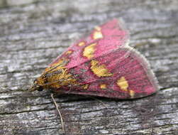 Image of Common Crimson and Gold