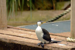 Image of Australian Pied Cormorant