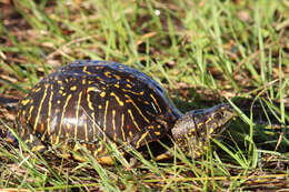 Image of Florida box turtle