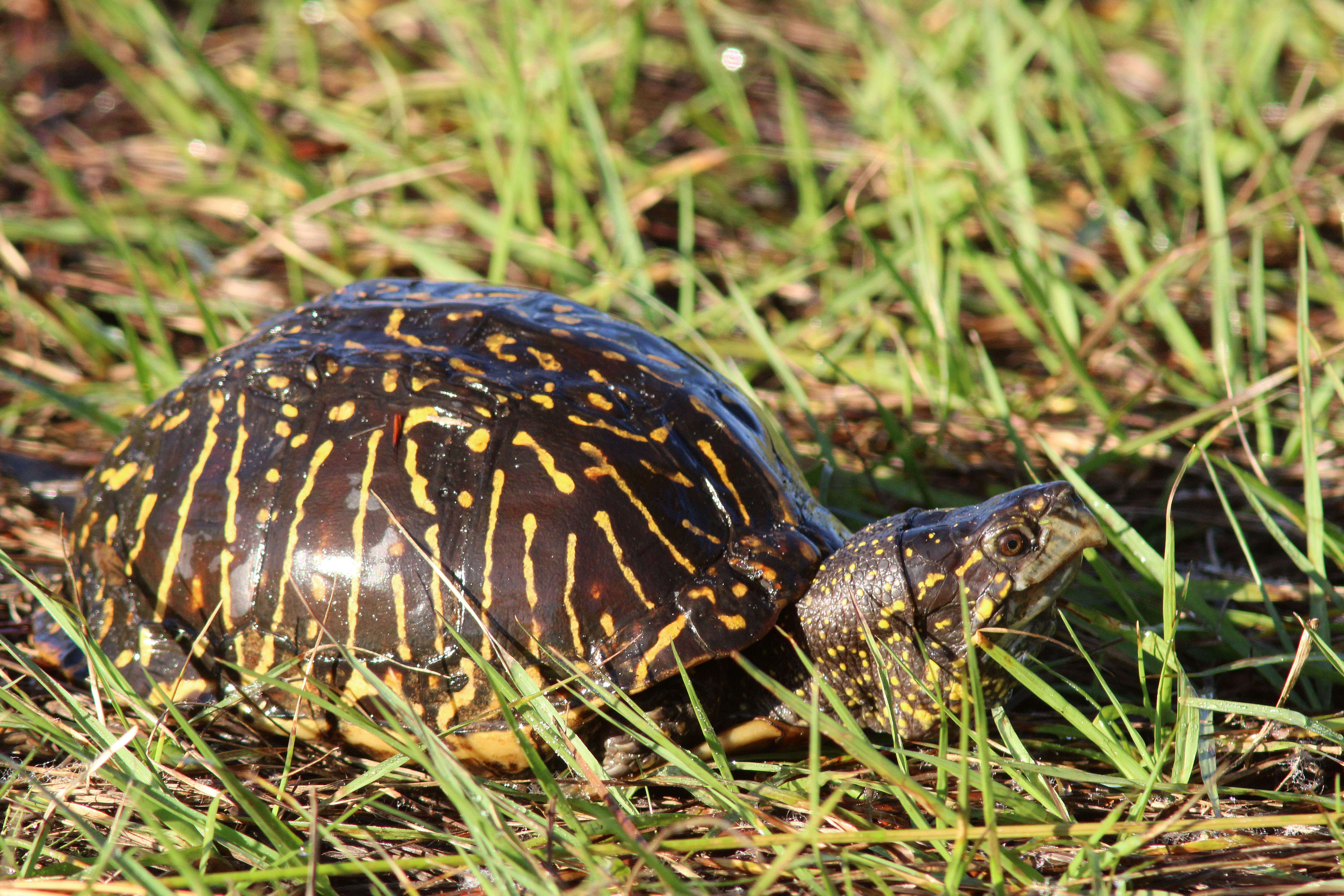 Image of Florida box turtle