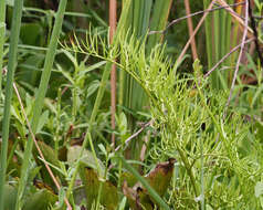 Image of antlerfern