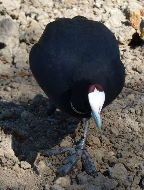 Image of Crested Coot