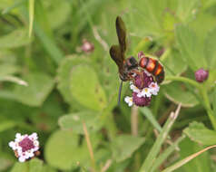 Sivun Scolia nobilitata (Fabricius 1805) kuva