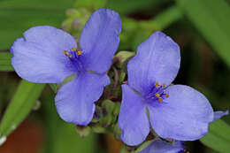 Слика од Tradescantia ohiensis Raf.