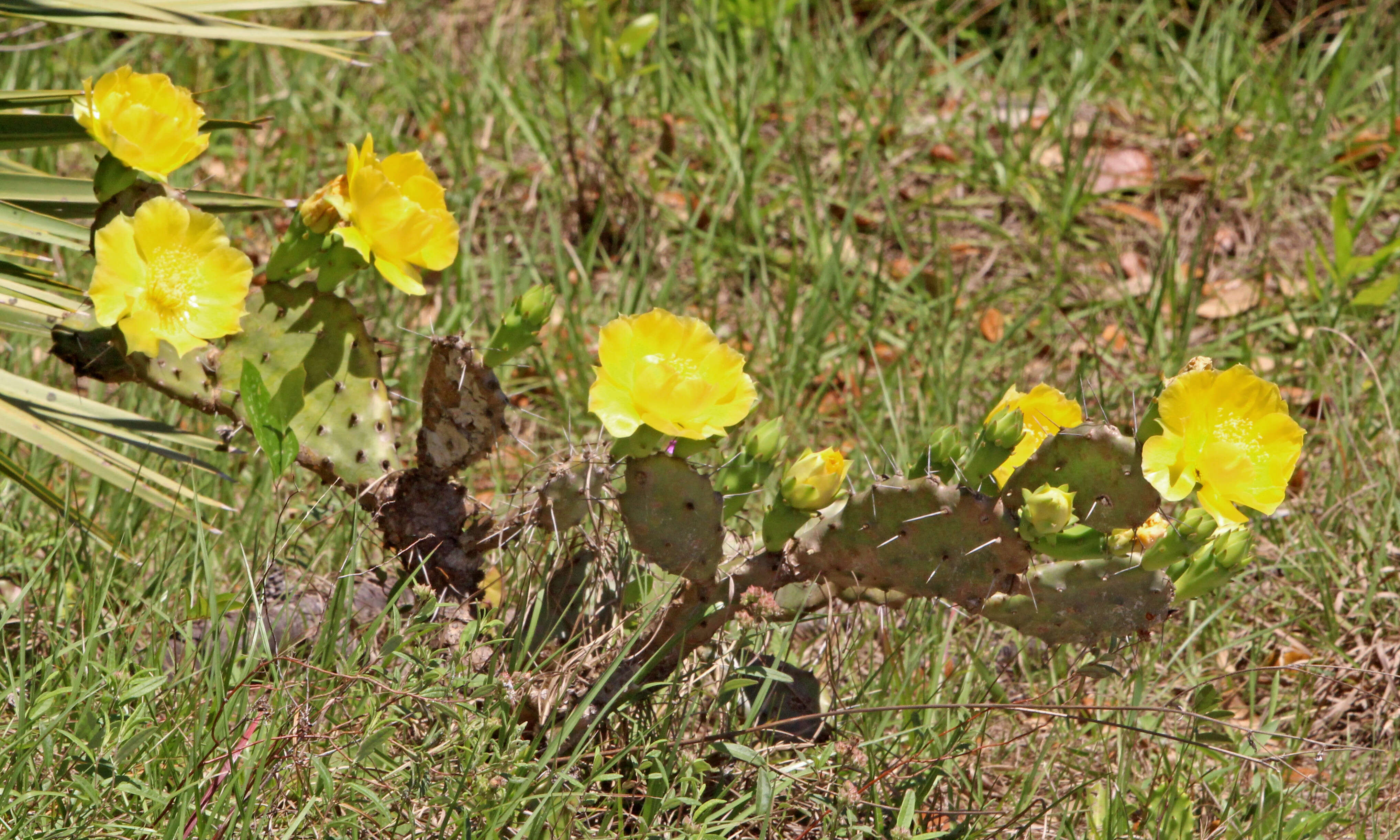 Image of Eastern Prickly Pear