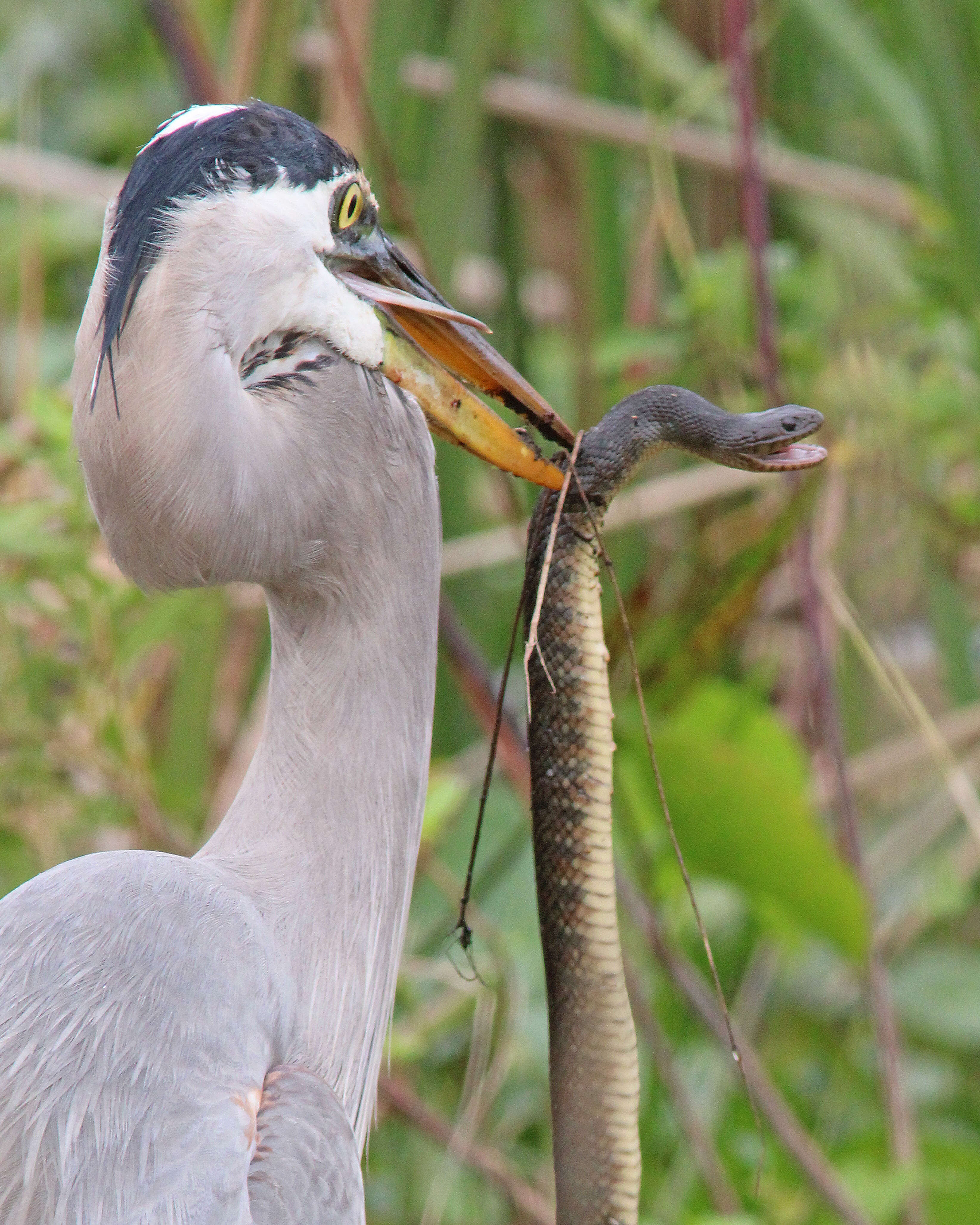 Image of Florida Green Water Snake