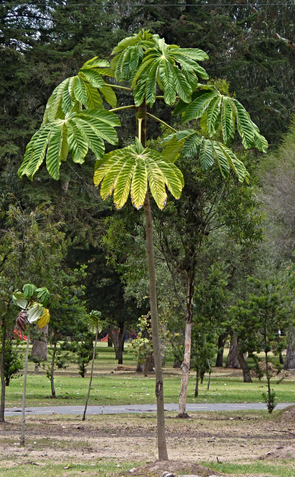 Cecropia obtusifolia Bertol.的圖片