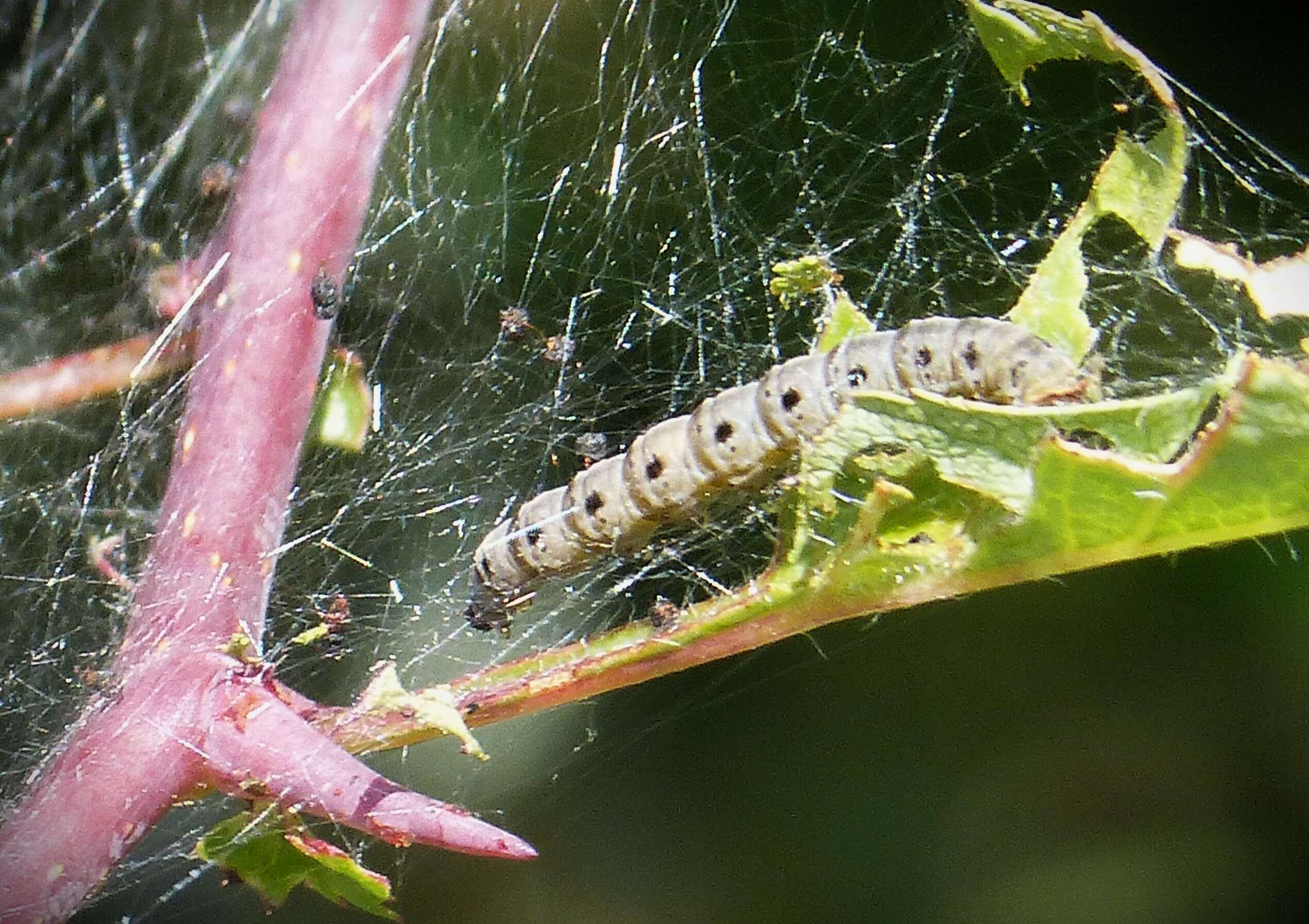 Image of Ermine moth