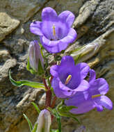 Image of Campanula speciosa Pourr.