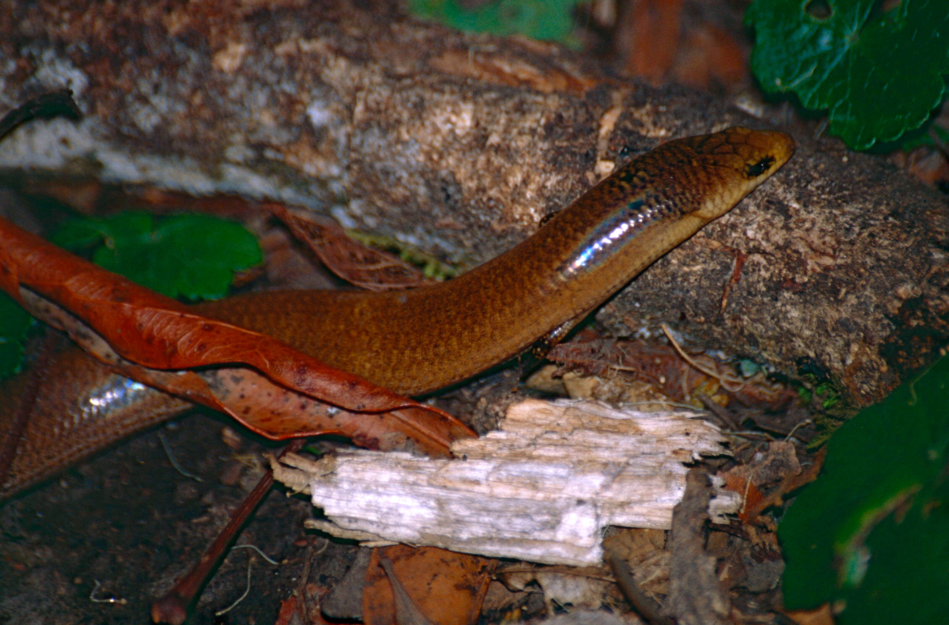 Image de Coeranoscincus