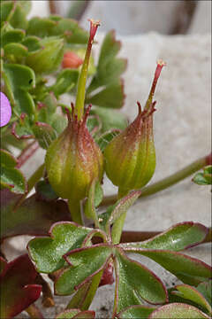 Image of Geranium purpureum Vill.