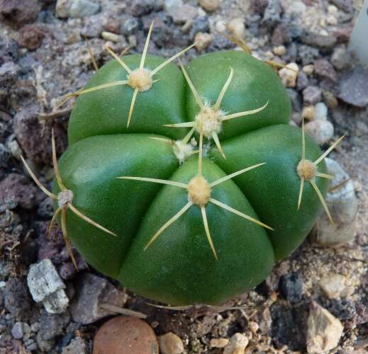 Plancia ëd Gymnocalycium horstii Buining