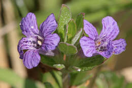 Dyschoriste oblongifolia (Michx.) Kuntze的圖片