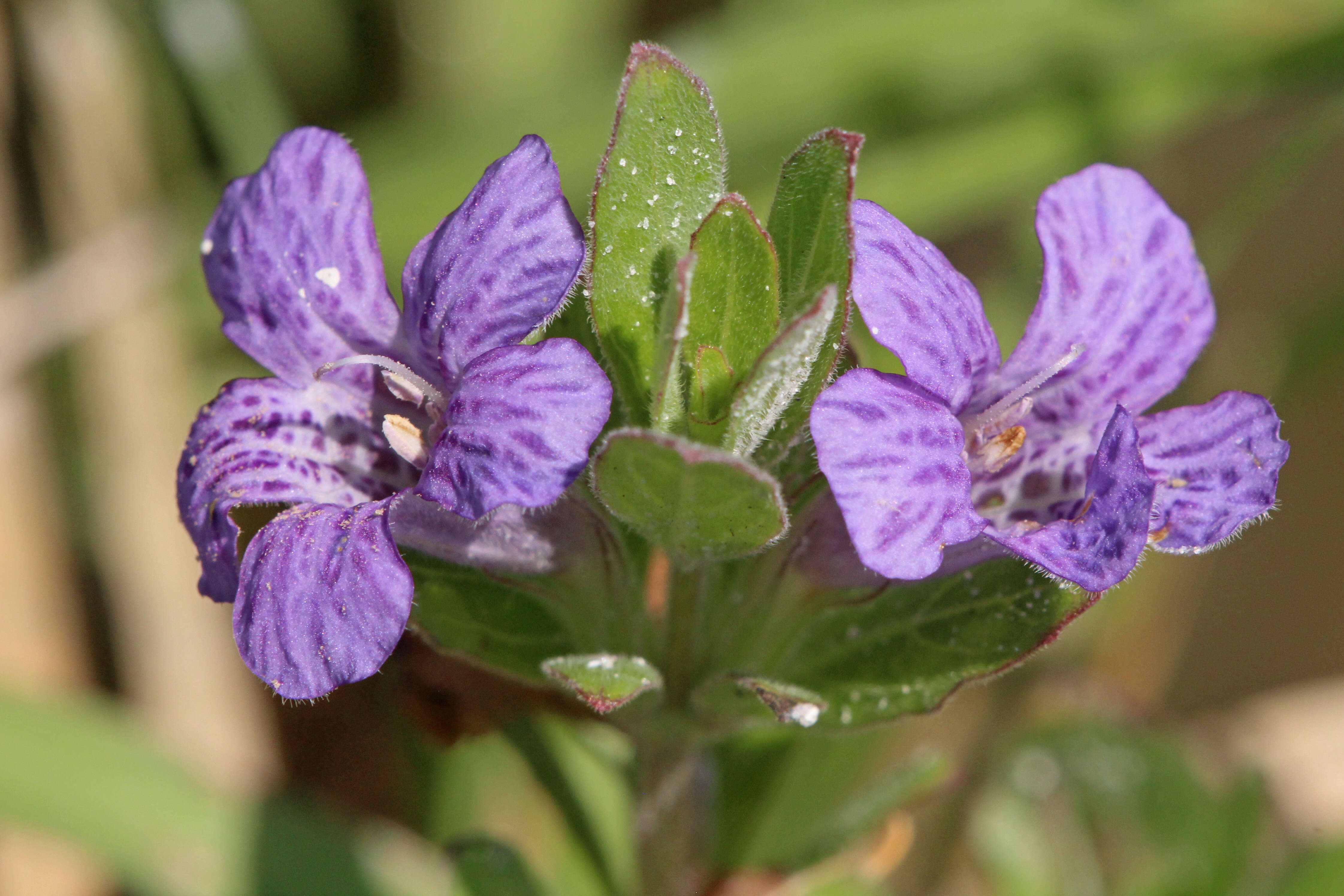 Dyschoriste oblongifolia (Michx.) Kuntze的圖片