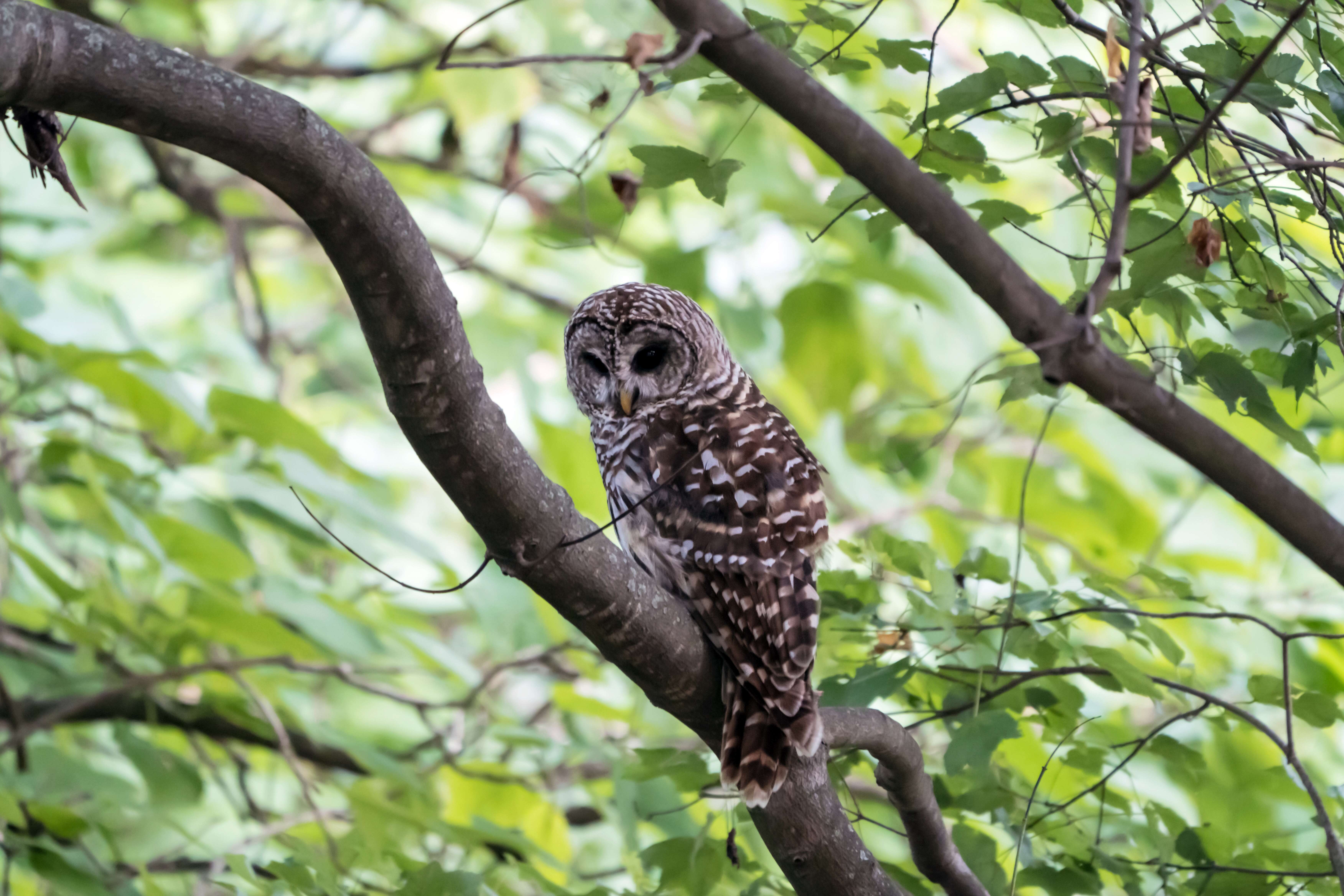 Image of Barred Owl