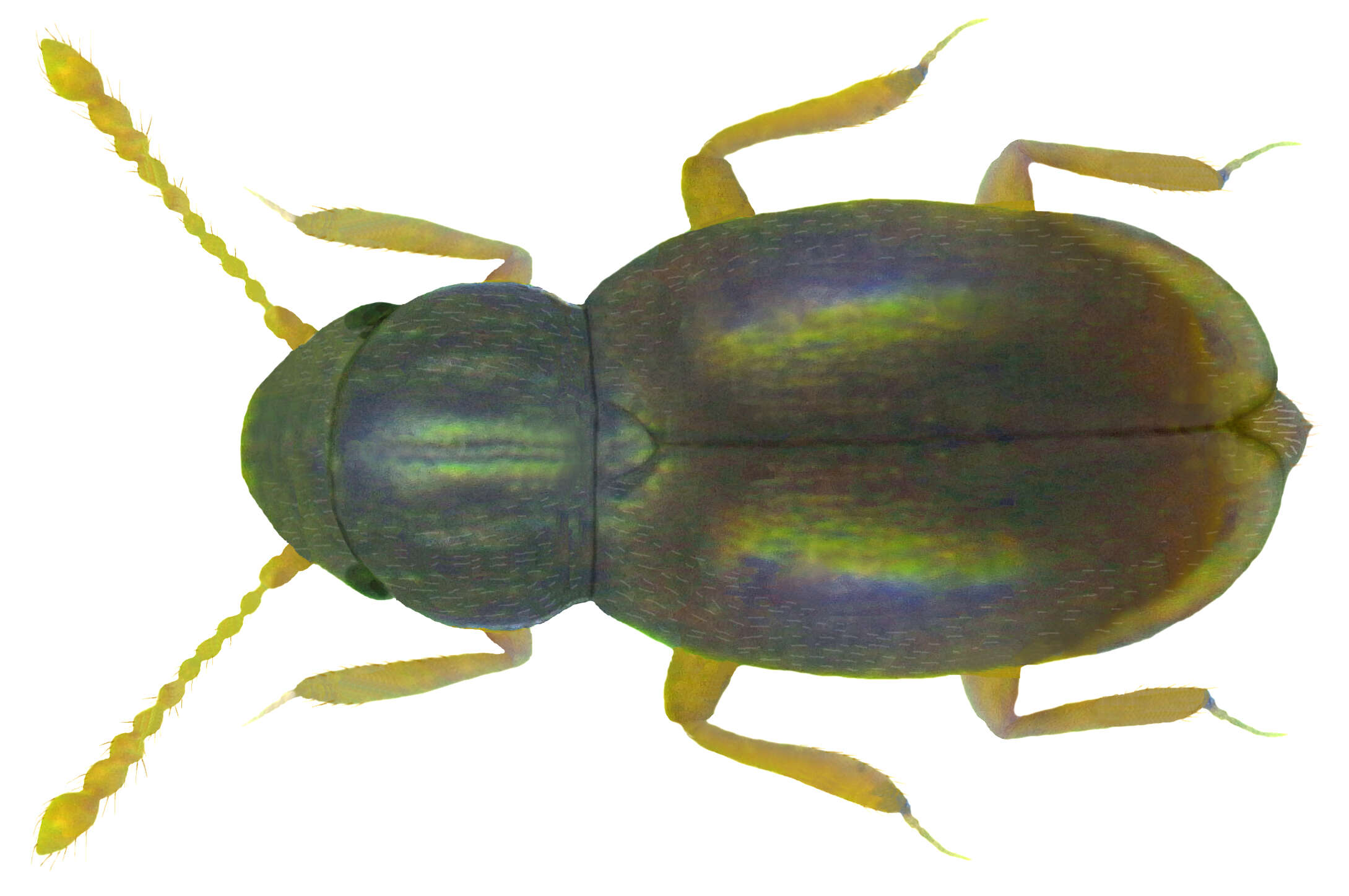 Слика од Ptilium myrmecophilum (Allibert 1844)