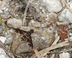 Image of Band-winged Bee Fly