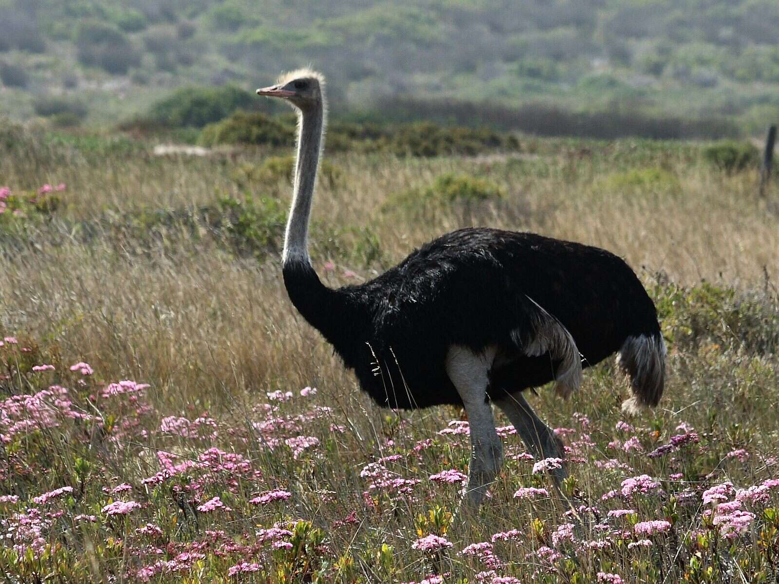 Image of ostriches