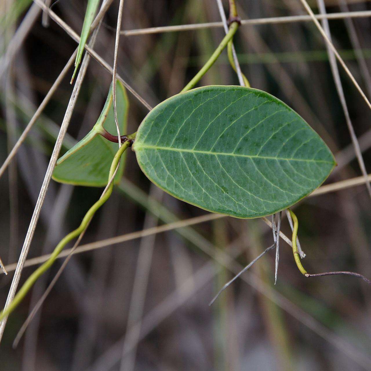 Image de Prestonia quinquangularis (Jacq.) Spreng.