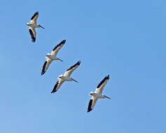 Image of American White Pelican